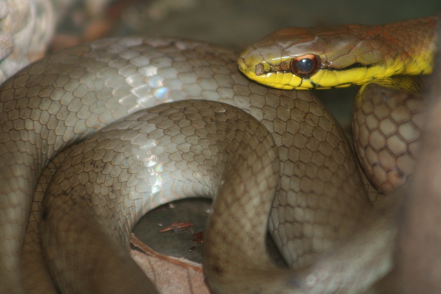 mastygodrias-melanolomus-serpiente-corredora-cafe