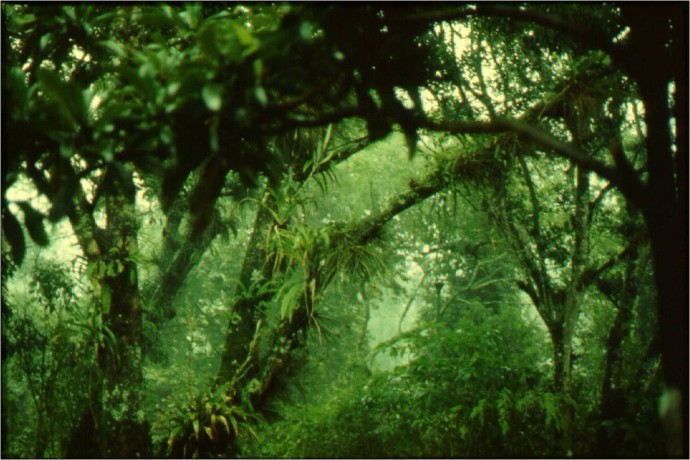 bosque-macuiltepetl-690x460